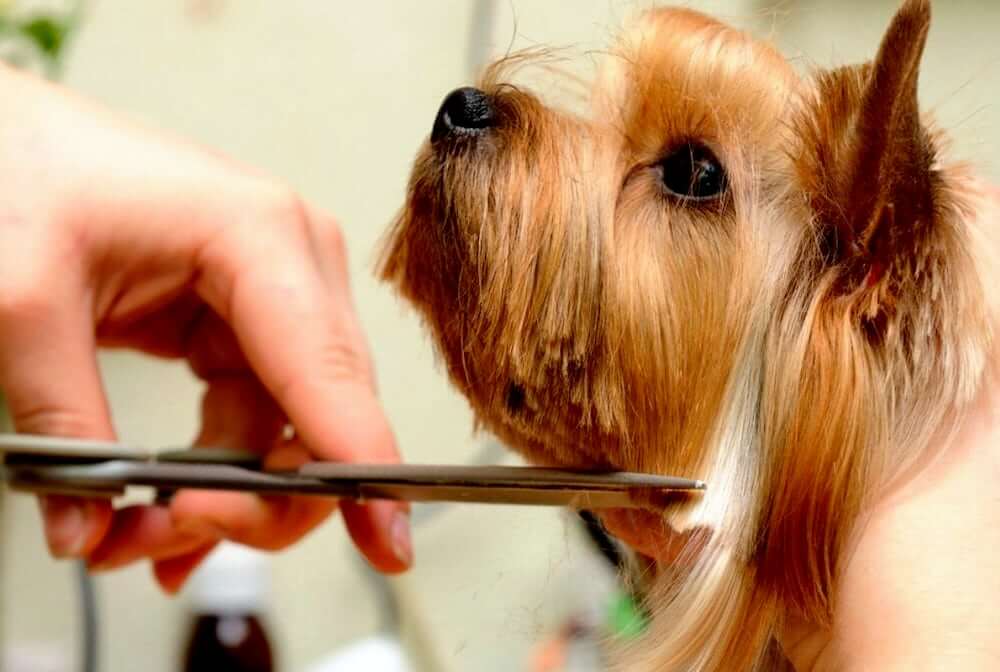 האם אפשר לגזור את השפם של הכלב?