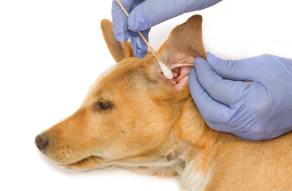 למה חשוב לנקות את אוזניו של כלב?