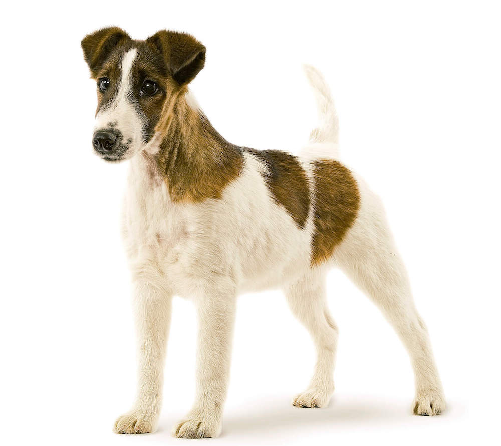 מההיסטוריה של כלבי פוקס טרייר