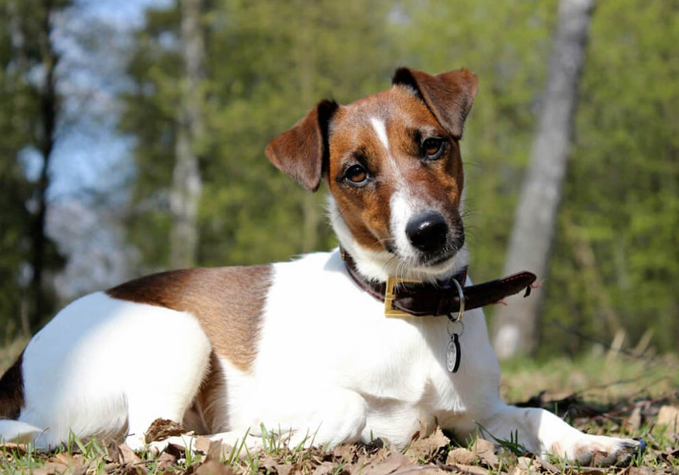 פוקס טרייר חלק