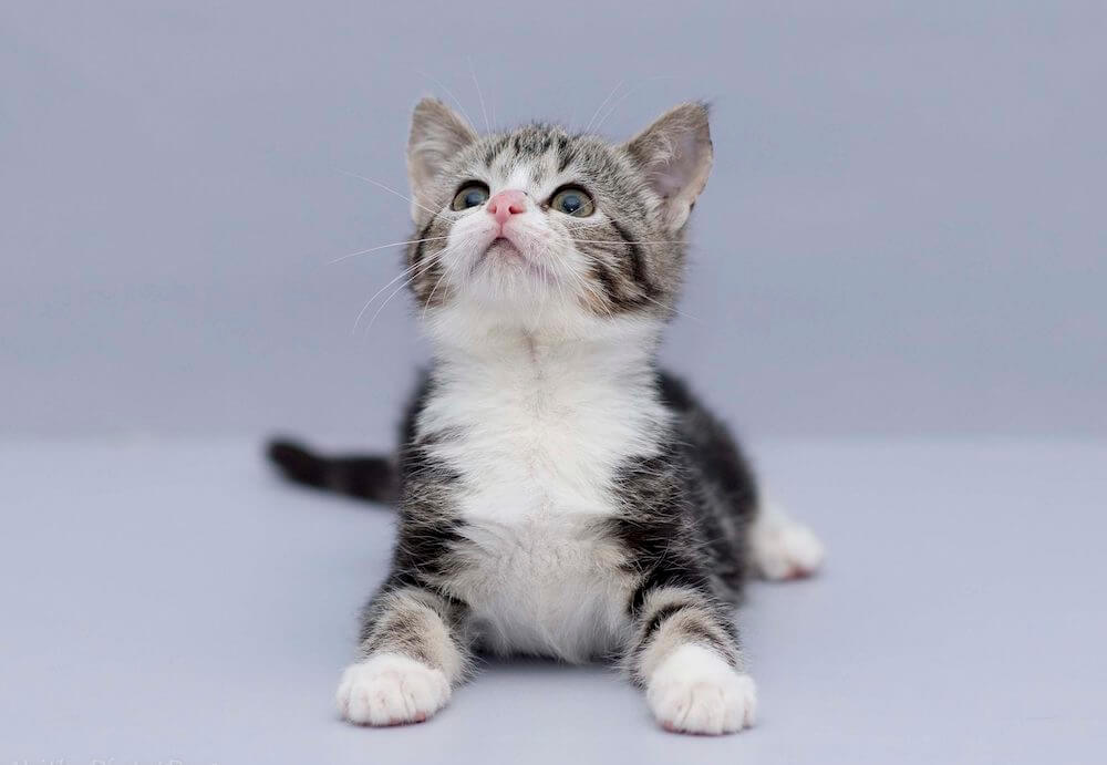 למה חשוב לדעת את מין החתלתול?