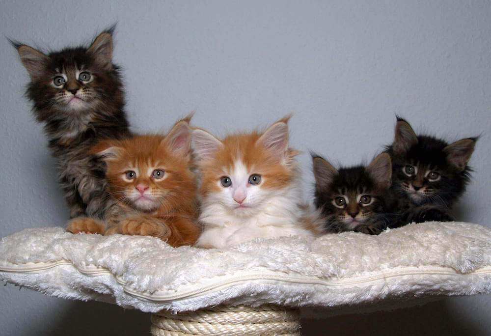 קביעת מין חיית המחמד שלך לפי צבעה