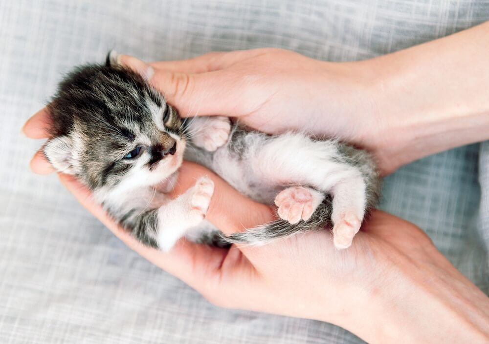 כיצד להבחין בין חתול זכר לחתולה בגיל צעיר