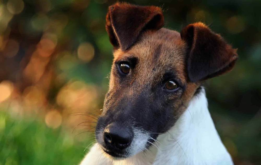 אופיו של פוקס טרייר