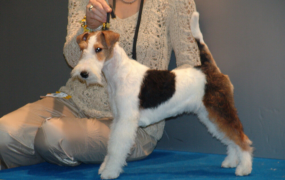 איך לטפל כראוי