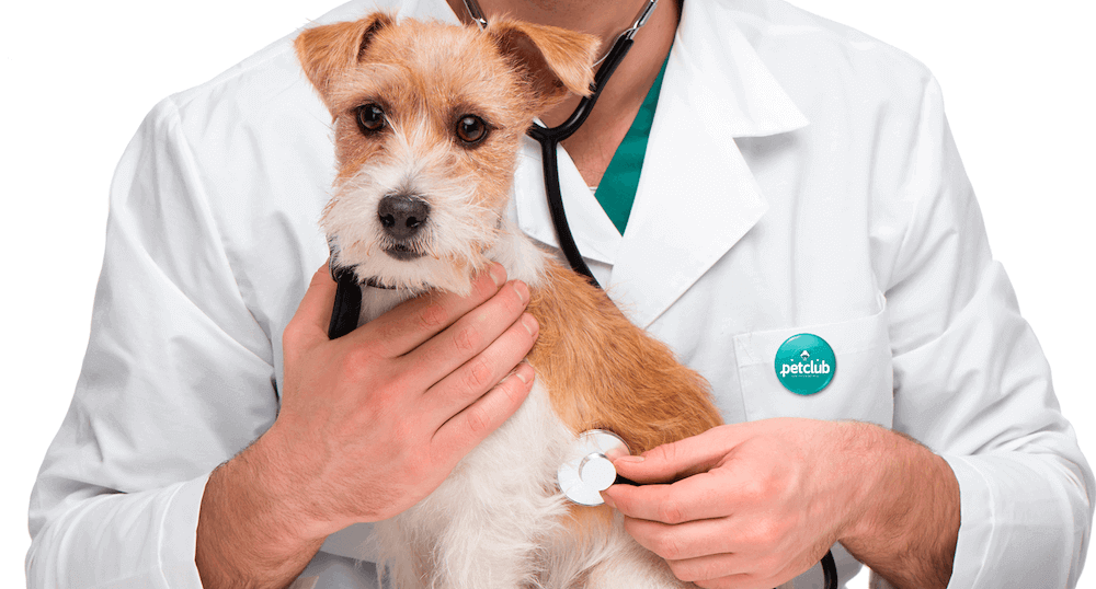 מחלות פוקס טרייר