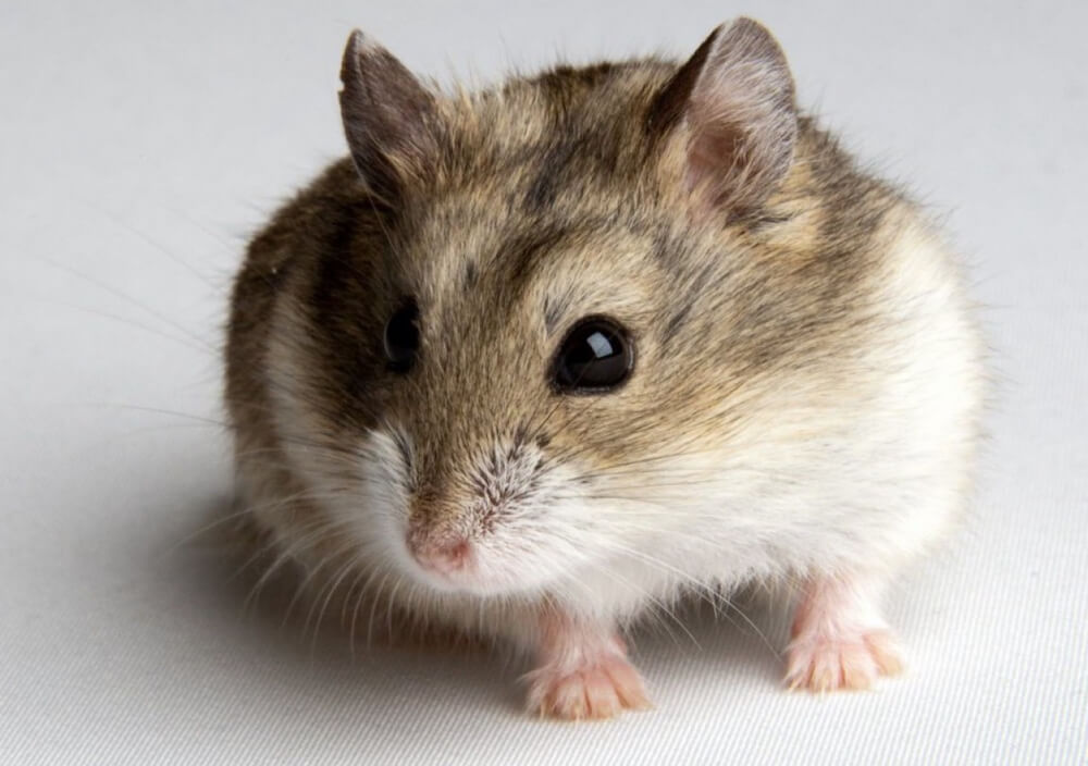 קביעת מין לפי התנהגות