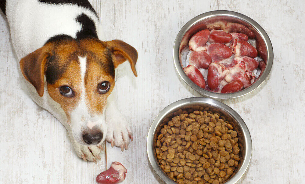 איך לעבור כלב מתזונה טבעית למזון יבש