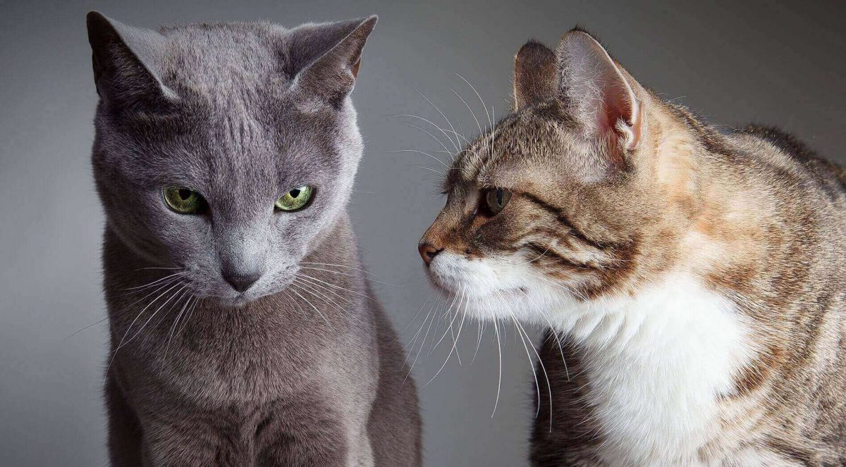 איך להפוך שני חתולים לחברים