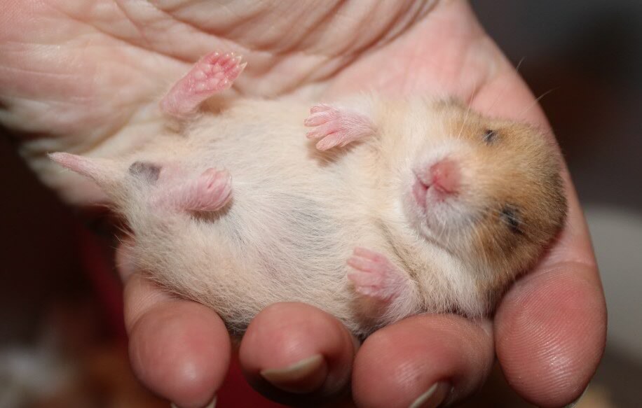 אנחנו מחפשים הבדלים במבנה הגוף של אוגר זכר ונקבה.