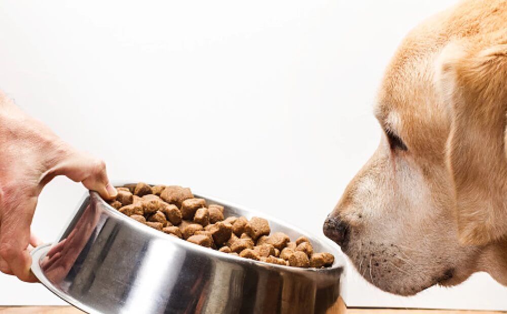 האם אני יכול להאכיל את הכלב שלי רק במזון יבש?
