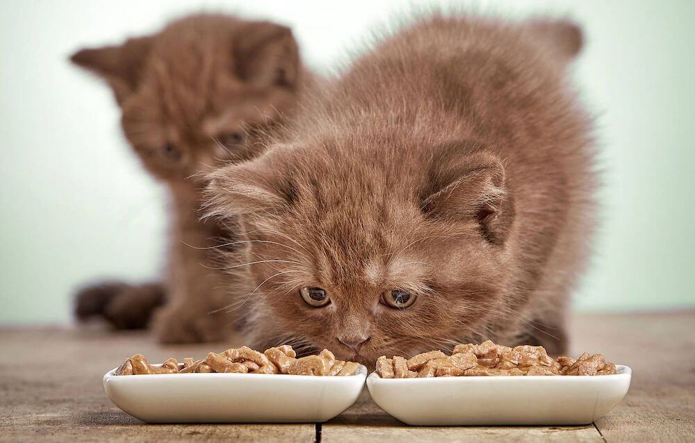 שיטה עממית לקביעת מין חתלתול