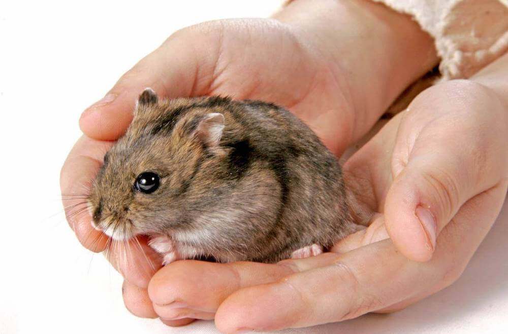 כיצד לקבוע את מין האוגר הג'ונגרי