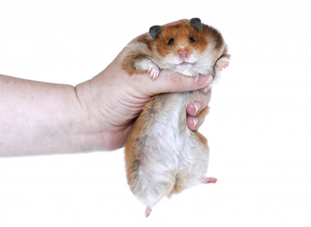 בן או בת: קביעת מין האוגר שלך