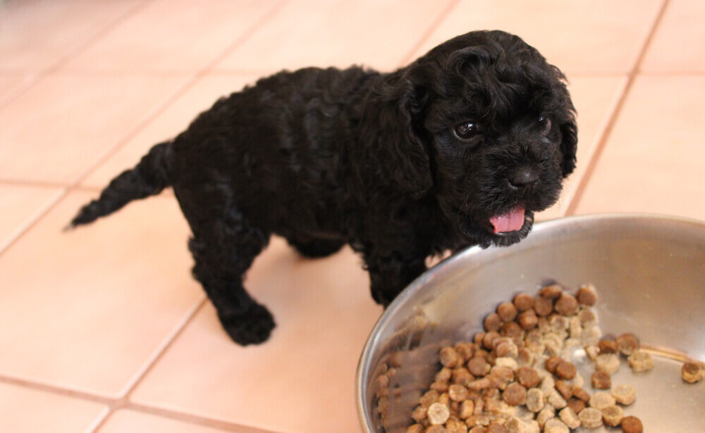 באיזה גיל אפשר לתת לגור אוכל יבש?