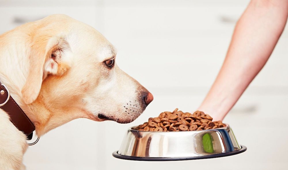 איך להעביר את הכלב למזון יבש