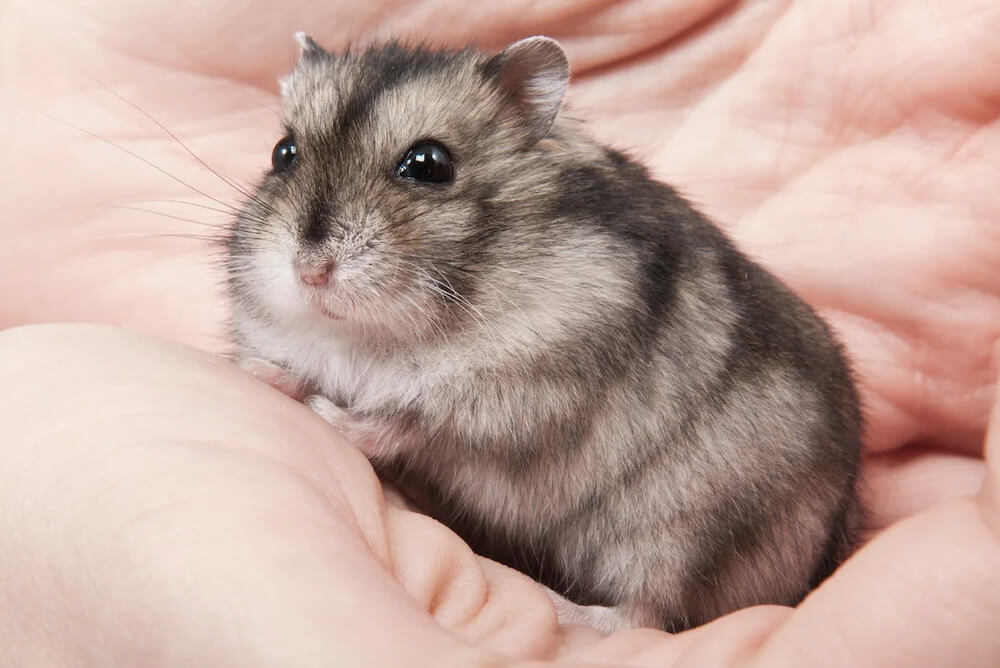 למה חשוב לקבוע את מין האוגר?