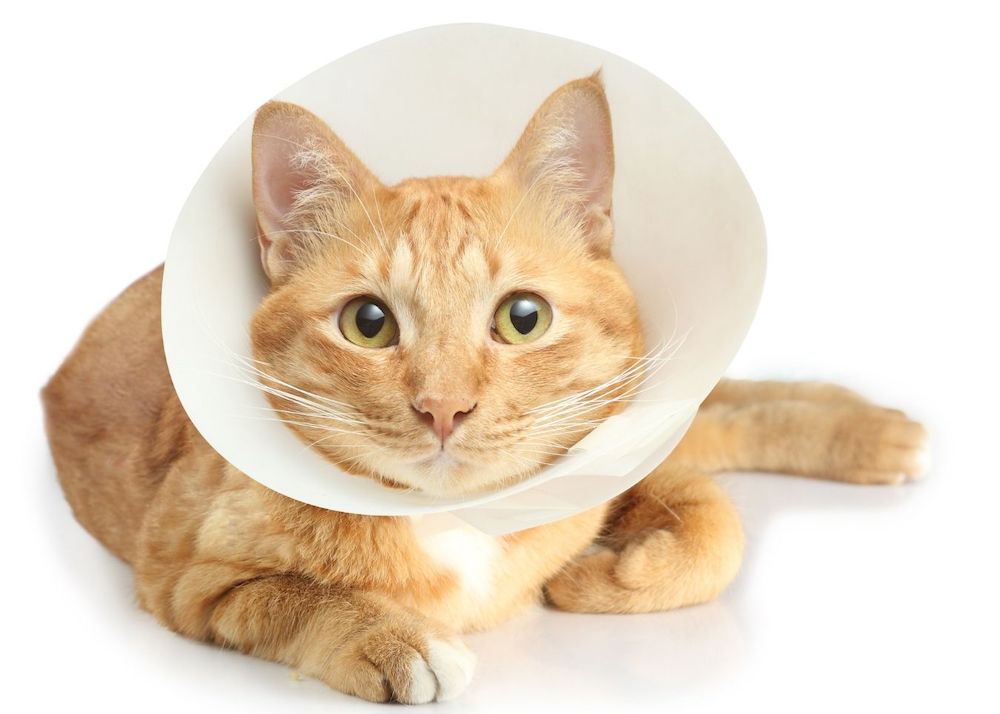 מהו קולר לחתול?