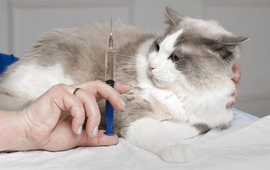 מה קורה אם מזריקים בצורה לא נכונה?