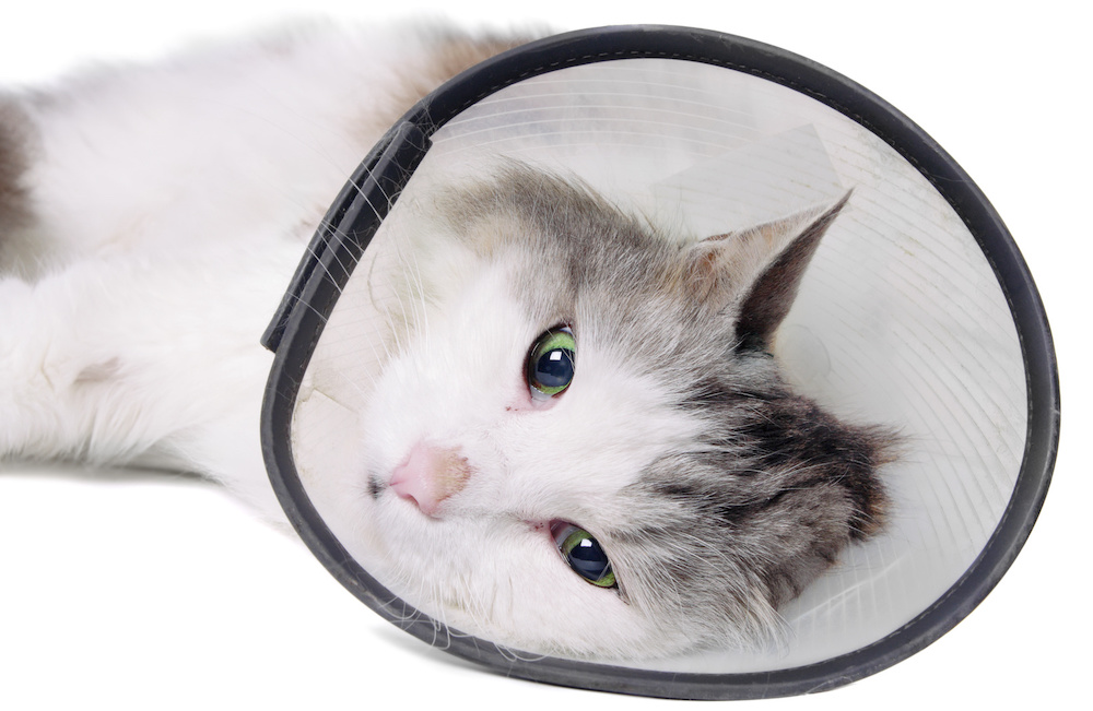 קולר מגן מוכן לחתול