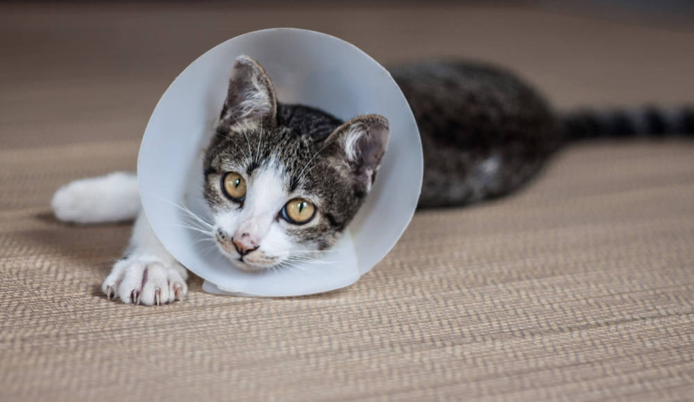 איך להכין קולר לחתול בעצמך