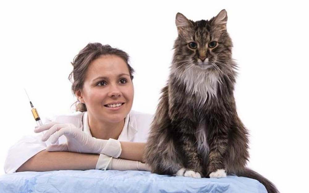 איך להכין חתול לזריקה