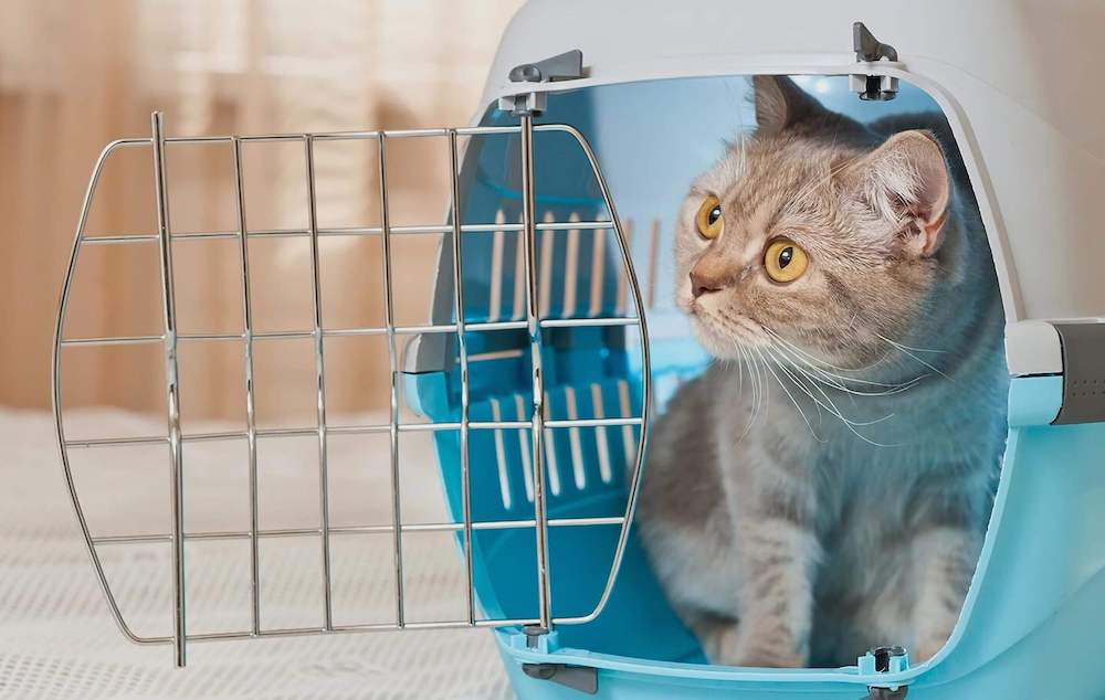 איך לבחור מנשא לחתול שלכם