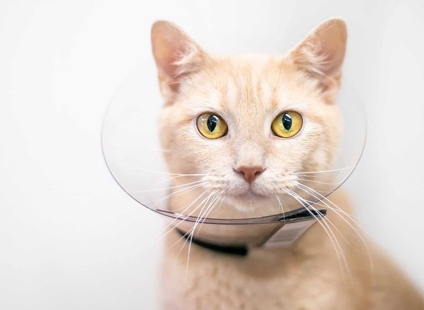 איך לשים קולר לחתול בצורה נכונה