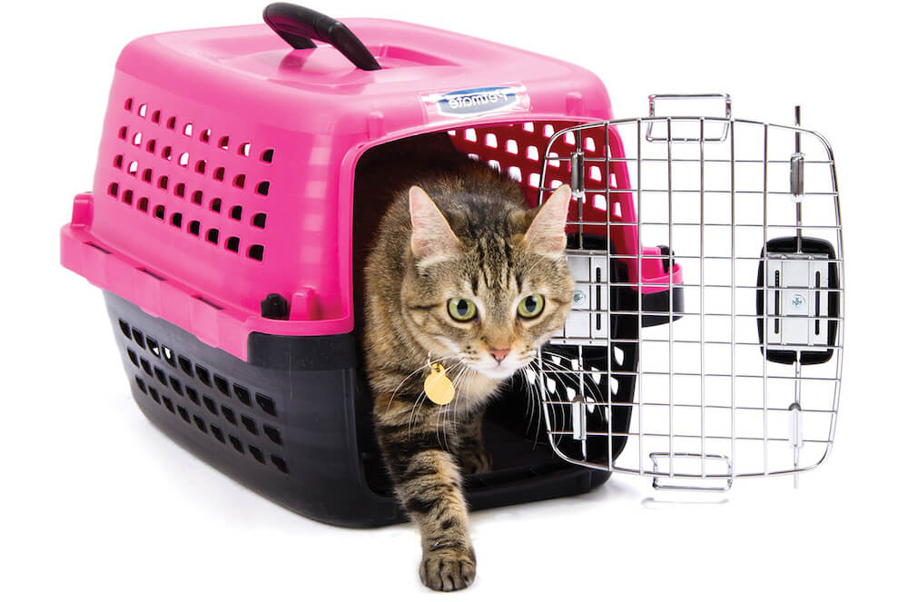 איך לאלף חתול להשתמש במנשא