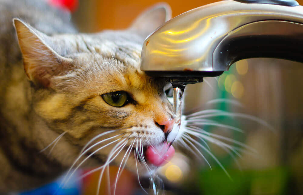 כיצד להגן על החתול שלך במזג אוויר חם