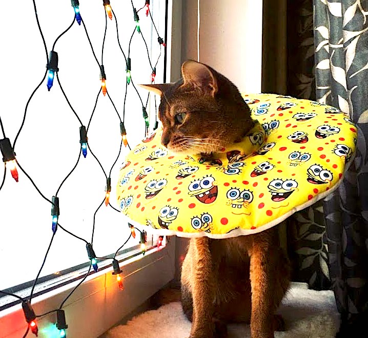 איך להכין קולר לחתול בעצמך