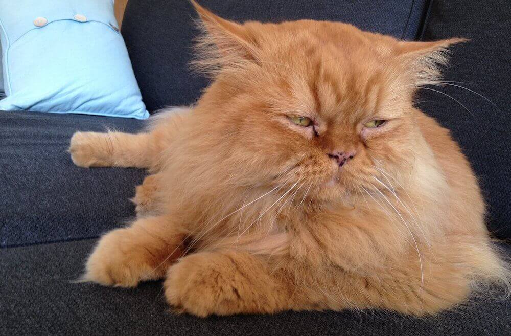 גזעי חתולים שלא סובלים חום טוב