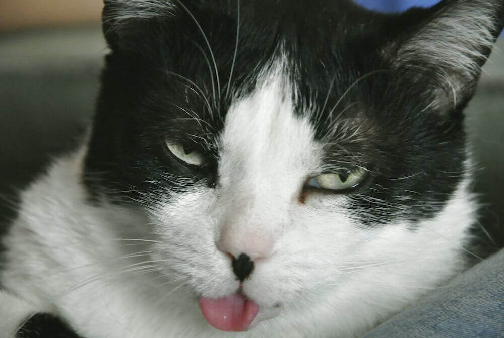 מכת חום אצל חתול