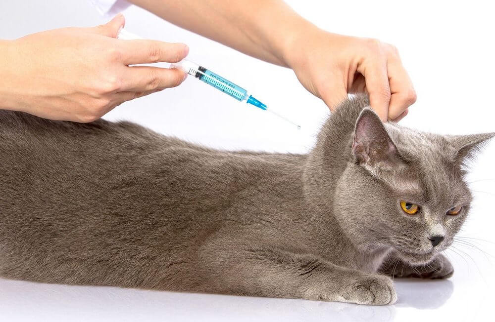 איפה אני יכול לקבל זריקה?