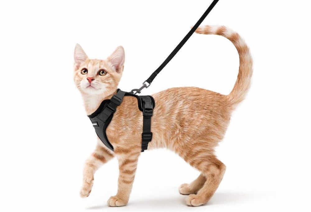 איך לאלף חתול ללבוש רתמה