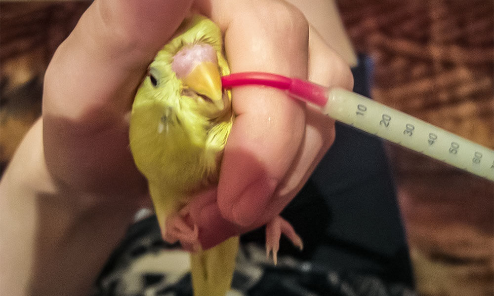 איך לתת תרופה לתוכי במקורו