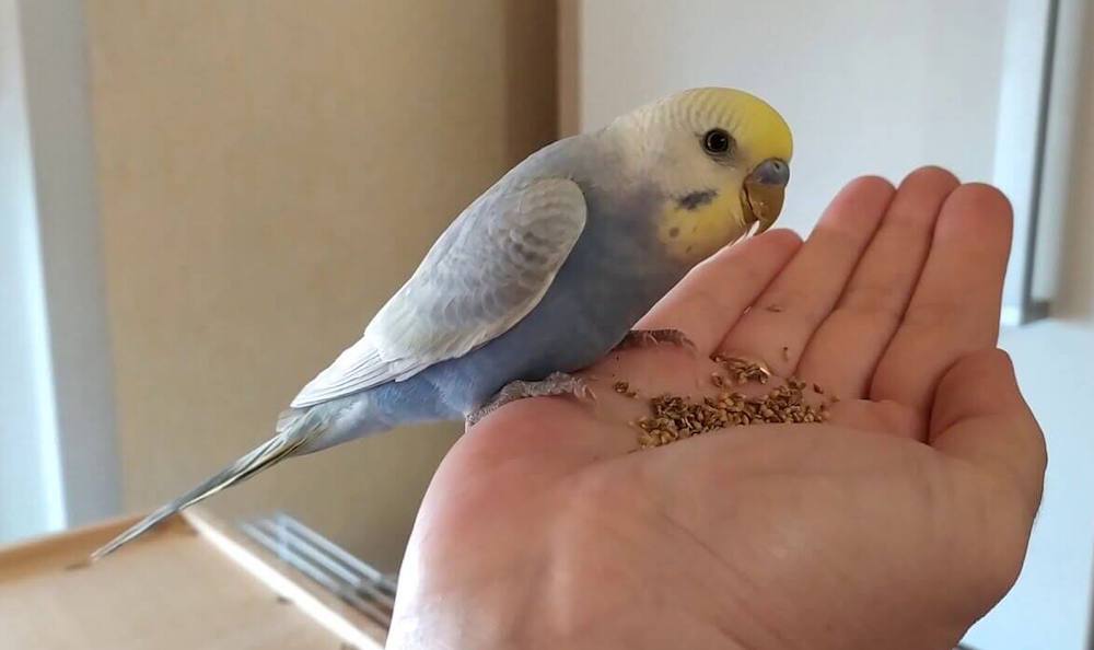 איך לאלף תוכי שיוכלו לטפל בו