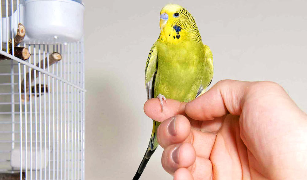 רכישת אמון הציפור