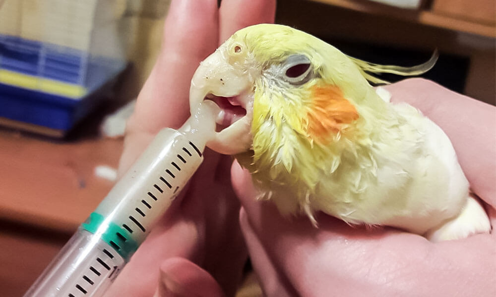 איך לתת תרופה לתוכי במקור בצורה נכונה