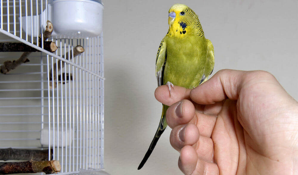 מה שלא כדאי לעשות אם אתם מתכננים לאלף תוכי