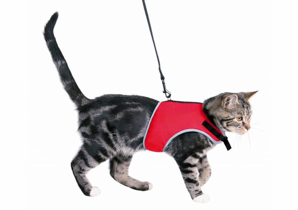 איך לבחור רתמה לחתולים