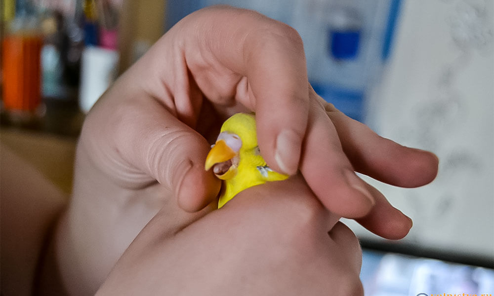 איך לרסן תוכי