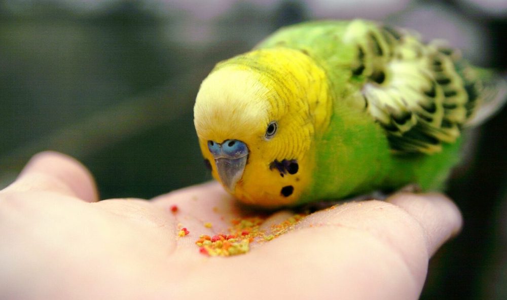 אנחנו מלמדים לשבת על אצבע