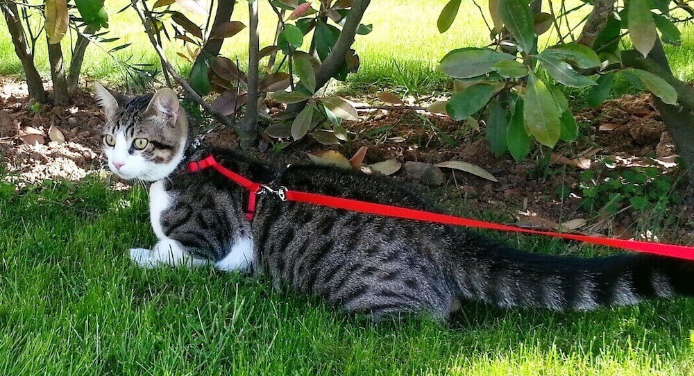 איך לאלף חתול ללכת עם רתמה ורצועה