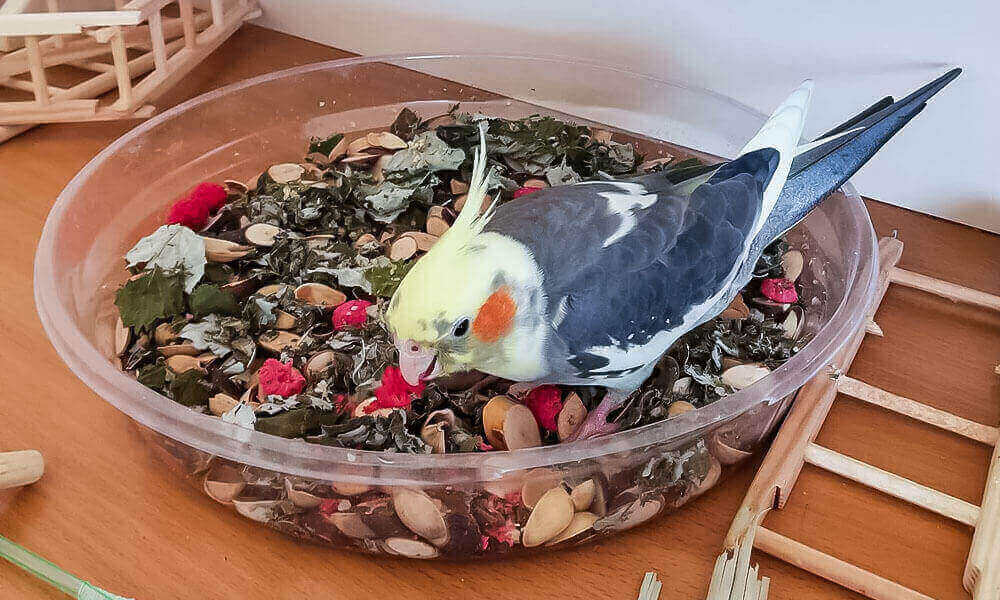 כיצד לתת תרופות עם אוכל או מים