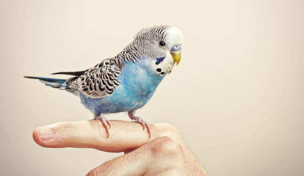 טיפים וניואנסים