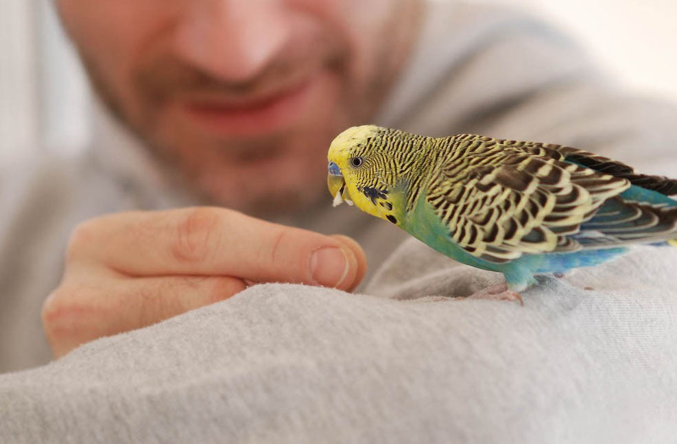 שלב ראשון: לבטוח בתוכי מאולף