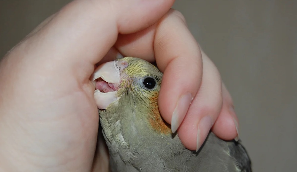 מה אני לא אוהב ומה גורם לי לנשוך