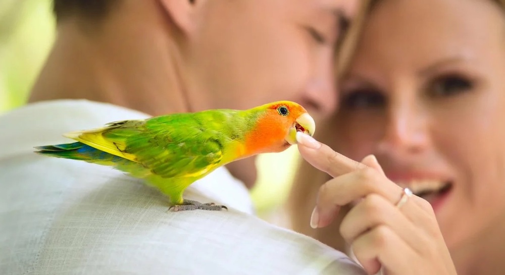 כיצד למנוע מהתוכי לנשוך אצבעות - טיפים מועילים