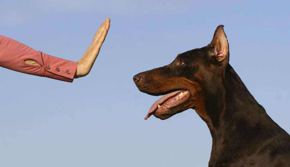 איך ללמד כלב את הפקודה "לא"